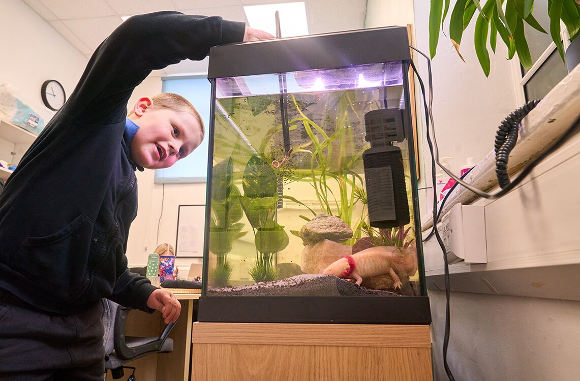child feeding an Axolotl in a tank