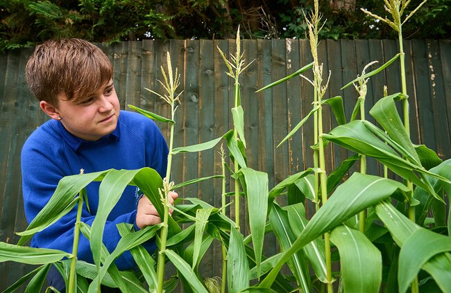 child inspects plants