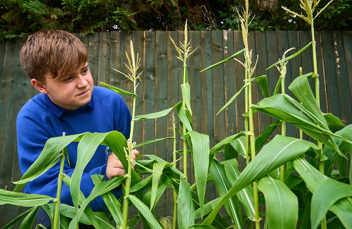 child inspects plants