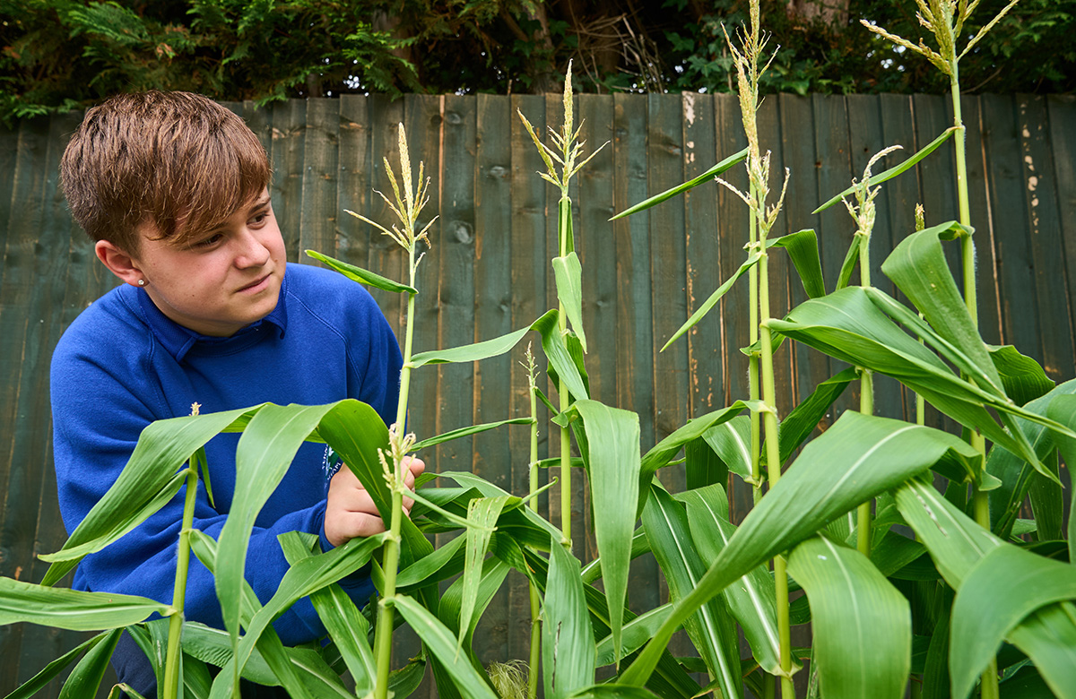 child inspects plants